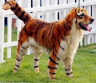 perro tigre
