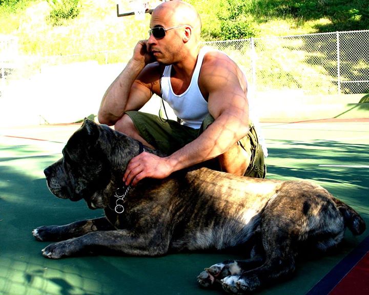 ヴィン・ディーゼル(Vin Diesel)とピットブルpitbull犬