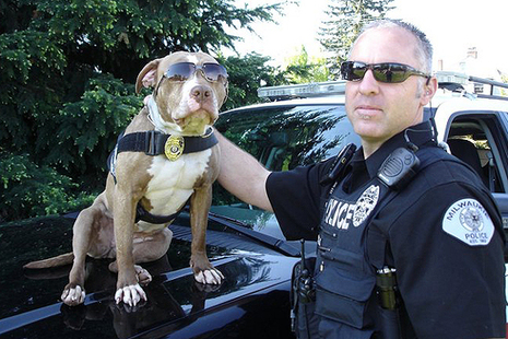 pitbull ピットブル警察犬